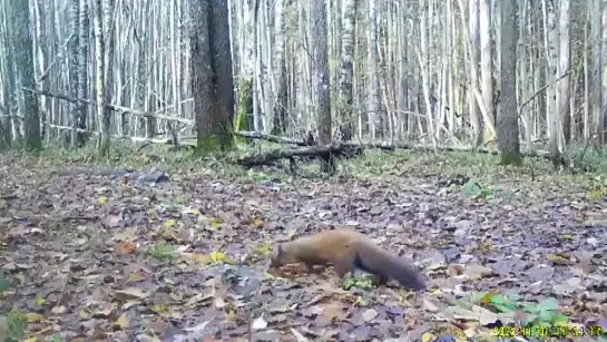 Куница в калужских засеках