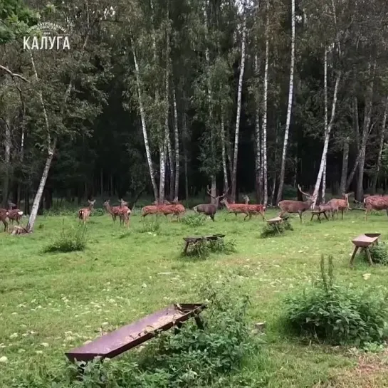 Охотхозяйство в Медынском районе