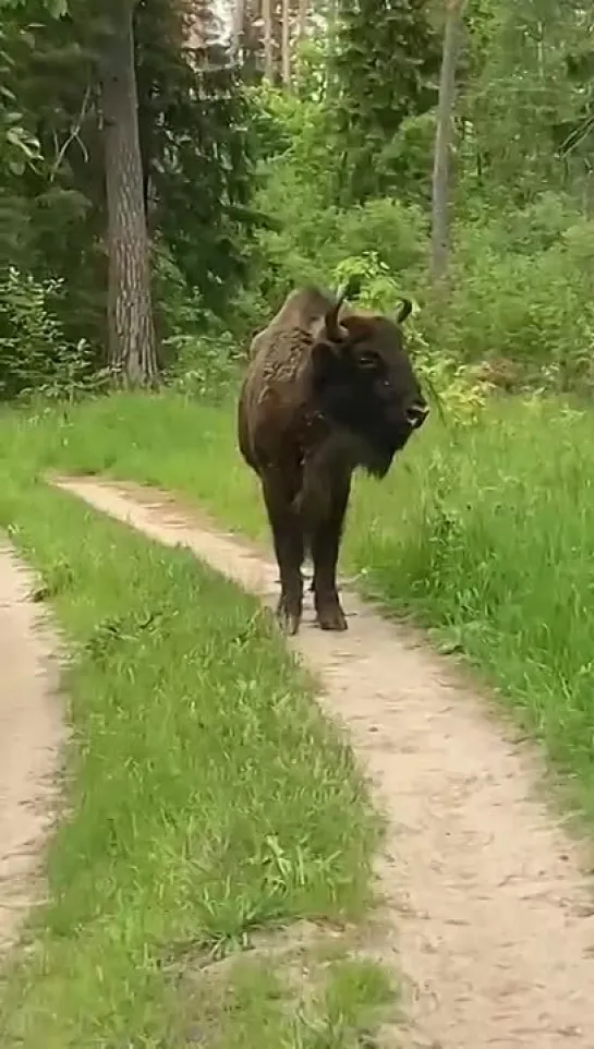 Зубренок в калужских лесах