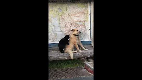 Видео от Хибины Апатиты Кировск Народное ТВ