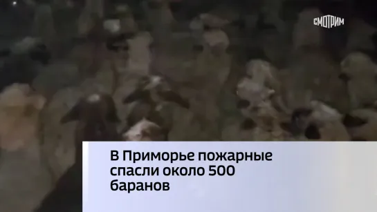 В Приморье пожарные спасли около 500 баранов