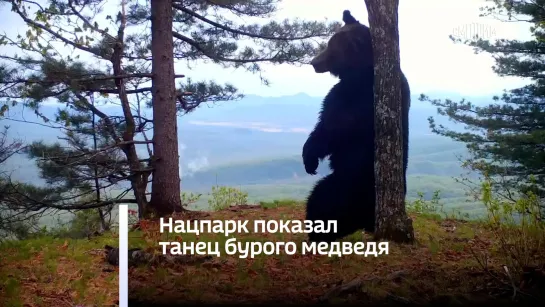 Нацпарк показал танец бурого медведя