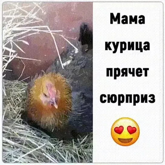 Курица прячет сюрприз