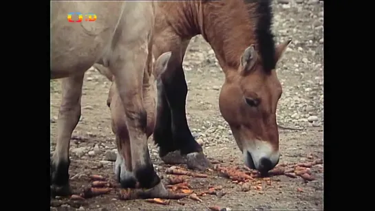 Tajemství proutěného košíku - 11 - Tajný výlet (1977)