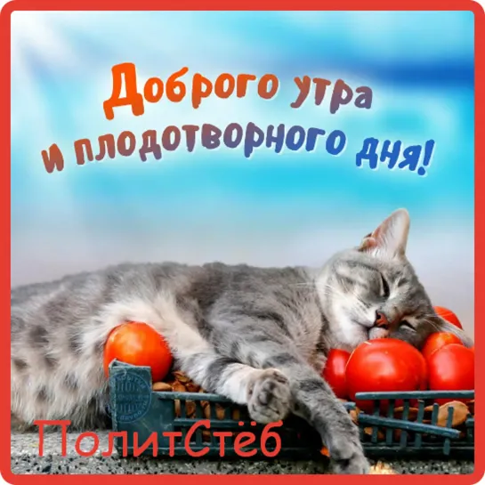 #ПолитСтёб ПРИКОЛЫ С КОТАМИ И ДРУГИМИ ЖИВОТНЫМИ