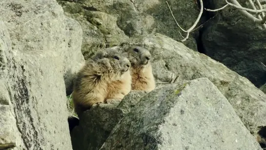 Видео от Документальные Фильмы ツ BBC NatGeo History