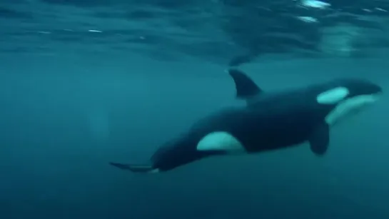 Лучшее видео недели - фридайвинг с  Wild Orcas