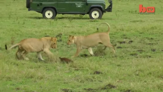 Lion Vs Mongoose. Mongoose Fends Off Four Lions