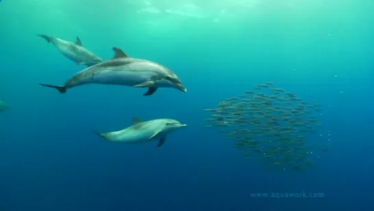 Природа Канарских островов (Дайвинг) / The Canary Islands under the sea