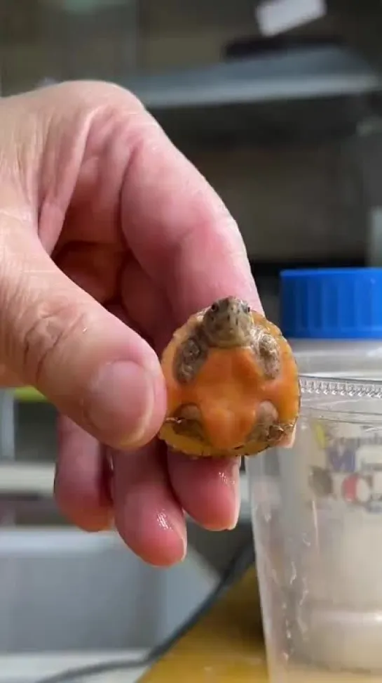 A baby turtle enjoys a cleaning