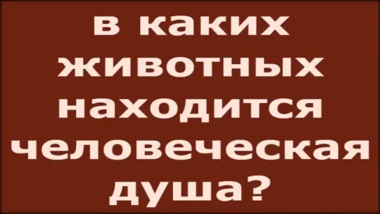 ПОЧЕМУ НЕЛЬЗЯ ЕСТЬ СВИНИНУ И ОБИЖАТЬ СОБАК И КОШЕК