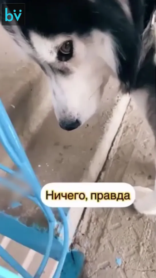 Подозрительно тихий