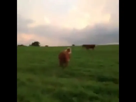 MOO  MOTHERFUCKER  MOO (6 sec)