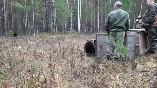 выпускают медвежат