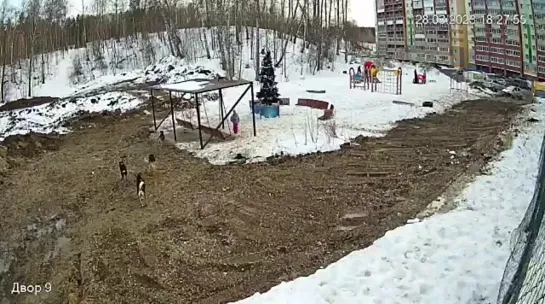 Стая собак напала на ребенка на детской площадке в Томске