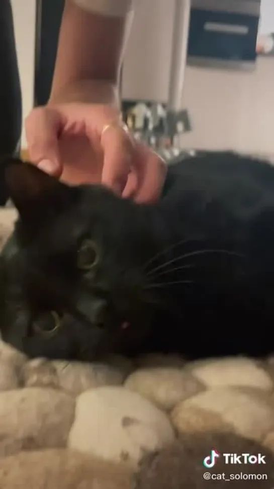 TikTok cat_solomon