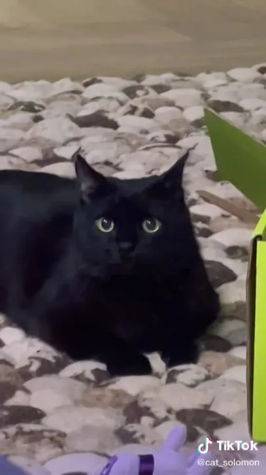 TikTok cat_solomon