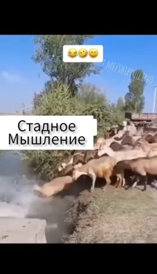 СТАДНОЕ МЫШЛЕНИЕ У БАРАНОВ