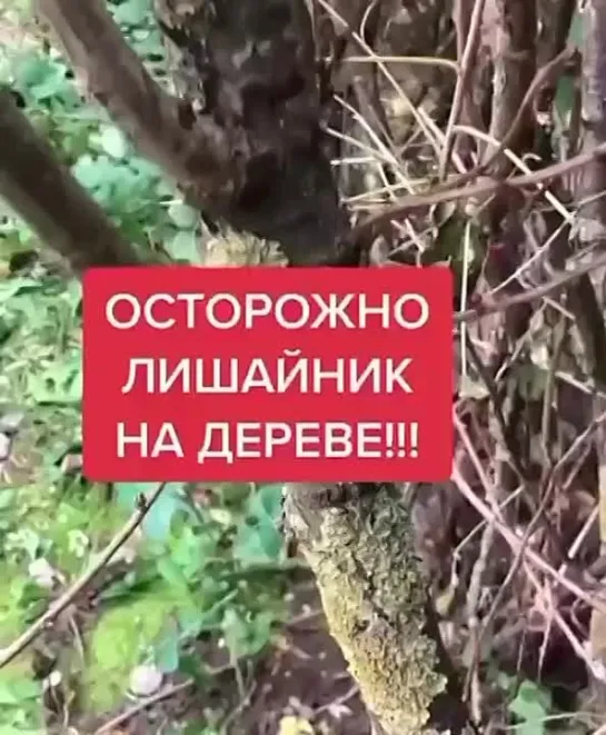 Избавляемся от лишайника на деревьях 🌳