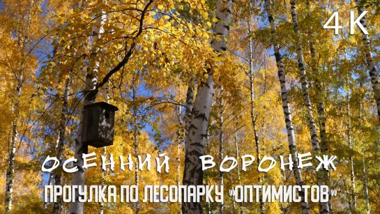 Лесопарк Оптимистов / Осенний Воронеж