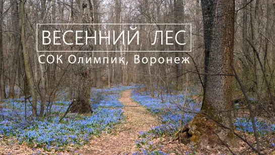 Весенний лес (Олимпик, Воронеж) 4K ( ULTRA HD)