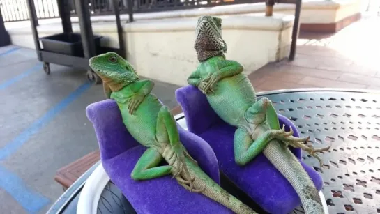 Comfortable Lizards