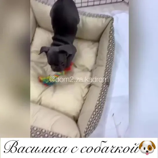 Милоты вам в ленту 😻😻😻 Василиса с собачкой)