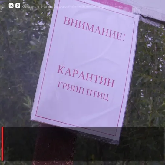 Работы по локализации очага птичьего гриппа идут на Вологодчине