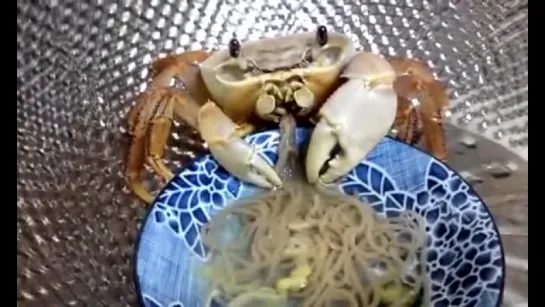 Pet crab eating noodle