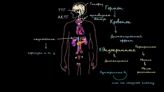 Введение в эндокринную систему