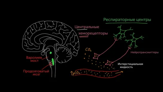 Центральные хеморецепторы