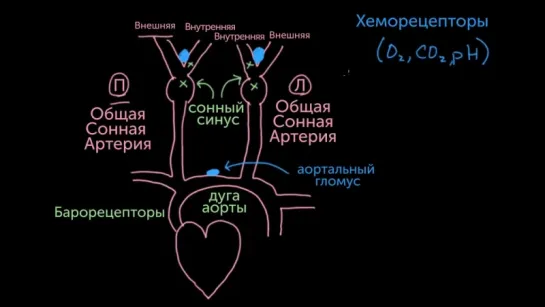 Периферические хеморецепторы