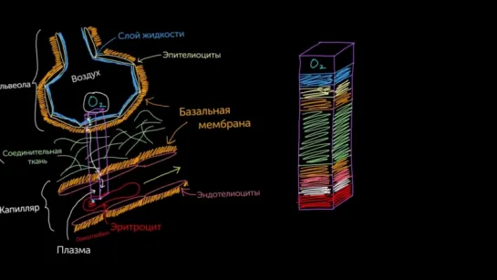 Переход кислорода из альвеол в капилляры