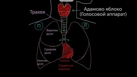 Знакомство с лёгкими