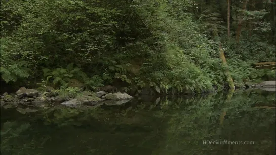 Живые Пейзажи - Калифорнийские секвойи / Living Landscapes - California Redwoods / 2008