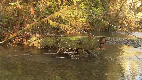 Живые Пейзажи. Тропический Лес Олимпик / Living Landscapes. Olympic Rainforest / 2008