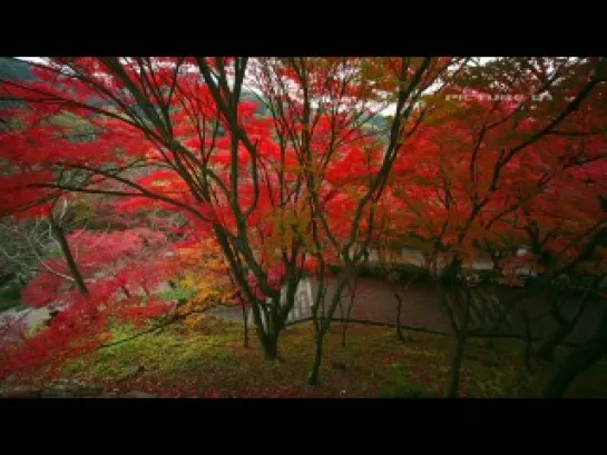 • Timelapse HD movie in autumn red color season kyoto