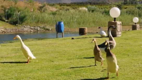 Веселые индийские утки бегуны и гуси. indian runner ducks