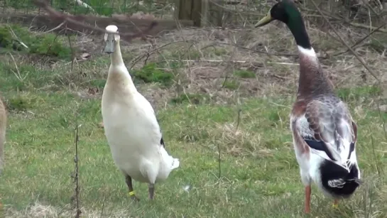 indian runner ducks