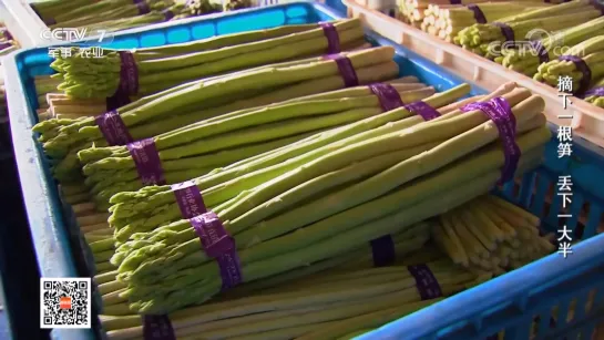 Спаржа (лат. Asparagus) ''ЛуСунь'' (тростниковый побег), или ''Вэй Цай'' (хвост зелени, овощей), либо ''ЛунСюйЦай'' (дракона ово