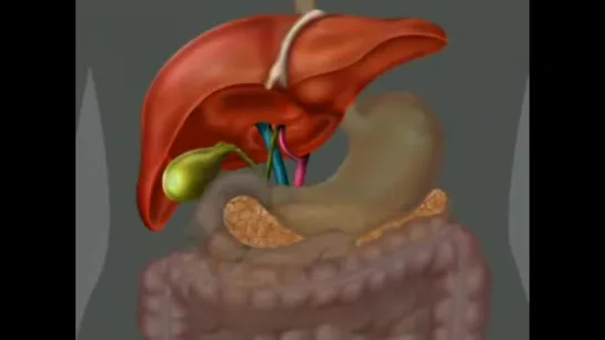 Печень, желчный пузырь и поджелудочная железа (Анатомия)