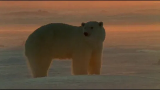 Полярные медведи и гризли The Natural World. Polar bears and grizzlies