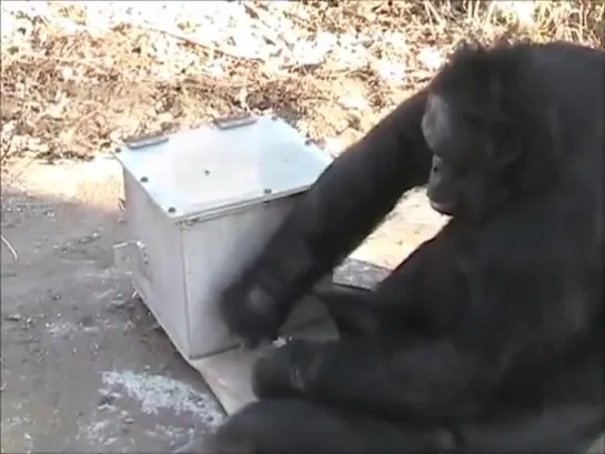 Experimental tool making with chimpanzee Kanzi