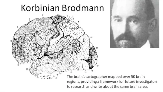 The Ascent  A Brief History of the Brain