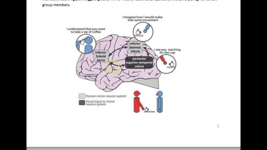 empathy mirror neuron action