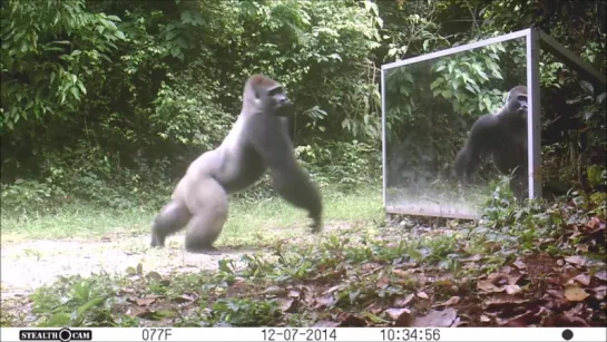 Silverback always shows aggressiveness towards mirrors