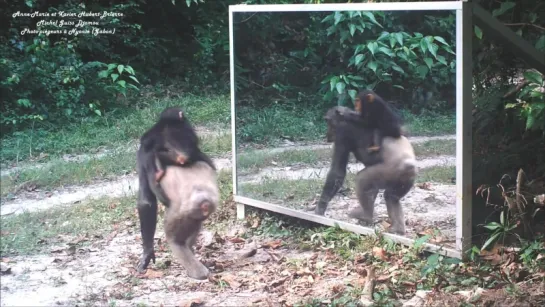 Baby chimp   learn of mirror progress