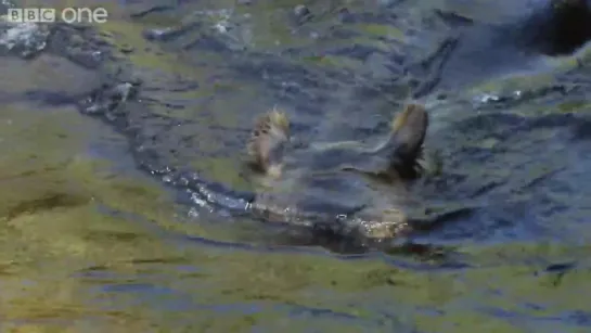 Grizzly Bears Fancy Footwork