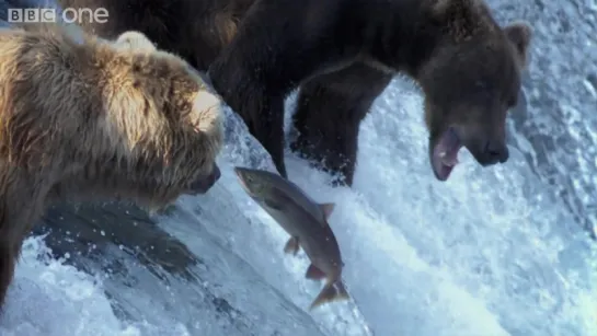 Grizzly Bears Catching Salmon