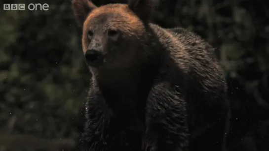 Super Slo Mo of Bear shaking water off its fur